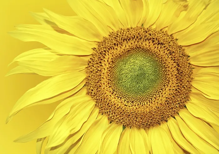 Framed Print : Sunflower Background Print - Vibrant Floral Artwork