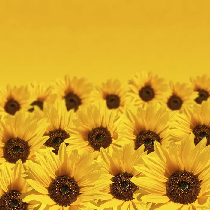 Framed Print : Sunflower Print with Copyspace Framed Print : Sunflower Print with Copyspace