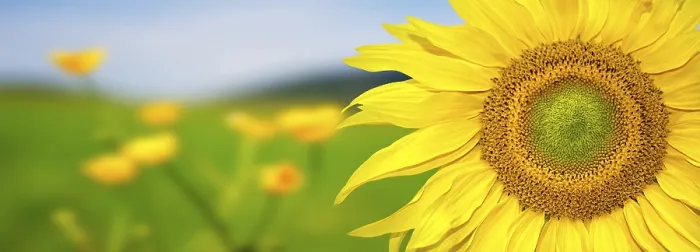 Framed Print : Sunflower Print - Vibrant Floral Artwork Framed Print : Sunflower Print - Vibrant Floral Artwork