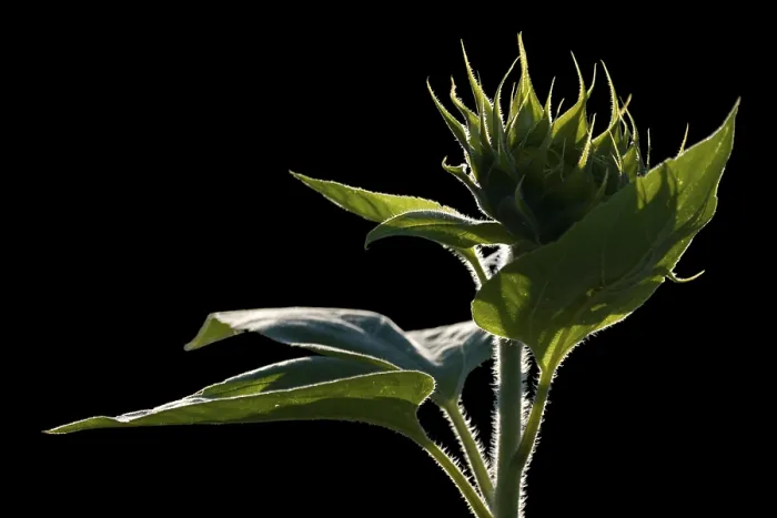 Framed Print : Sunflower Bud in Backlight Print Framed Print : Sunflower Bud in Backlight Print