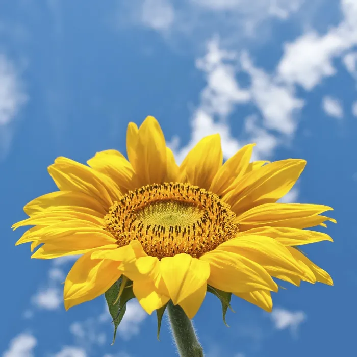 Framed Print : Sunflower Print Under Cloudy Sky Framed Print : Sunflower Print Under Cloudy Sky