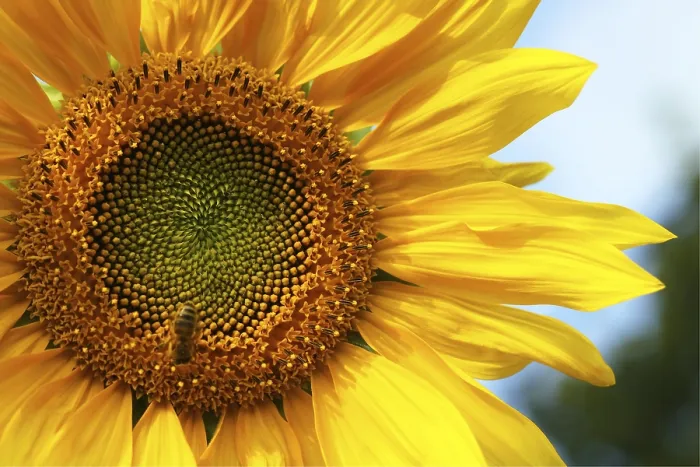 Framed Print : Sunflower Field Print Framed Print : Sunflower Field Print
