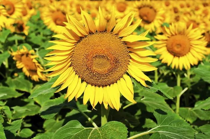 Framed Print : Sunflower Field Background Print Framed Print : Sunflower Field Background Print