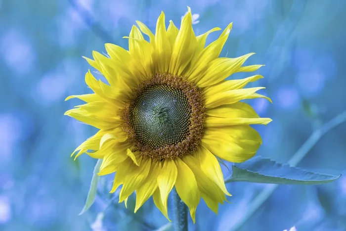 Framed Print : Sunflower Print, Germany Framed Print : Sunflower Print, Germany