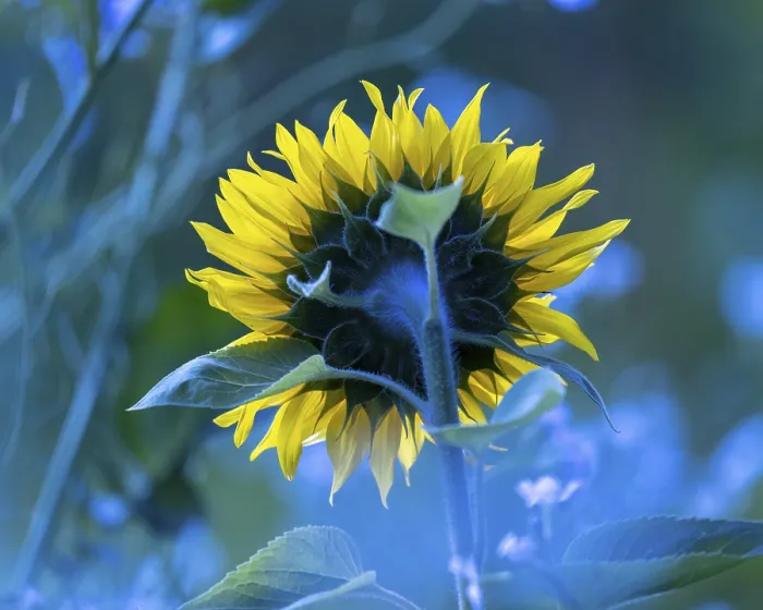 Framed Print : Sunflower Print, Germany by ImageBROKER Framed Print : Sunflower Print, Germany by ImageBROKER