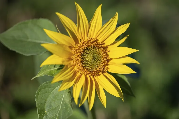 Framed Print : Sunflower Print, Germany
