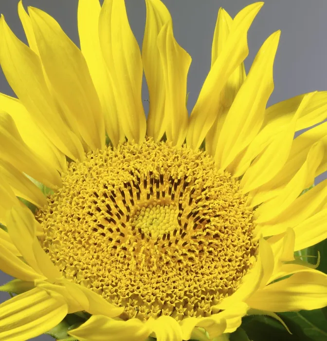 Framed Print : Sunflower Detail Print in Grey Back Framed Print : Sunflower Detail Print in Grey Back