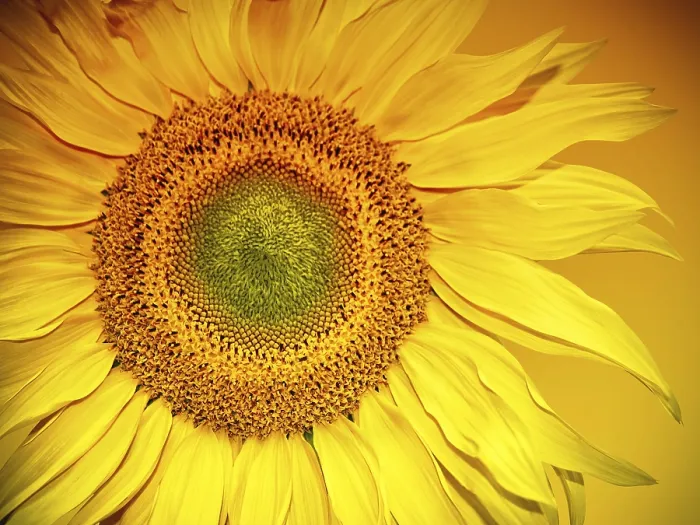 Framed Print : Sunflower Head Print Framed Print : Sunflower Head Print