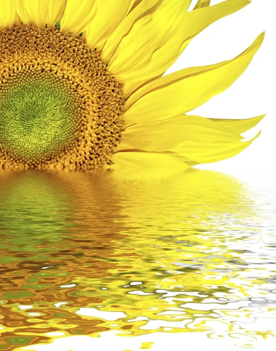 Framed Print : Sunflower Head Background Print Framed Print : Sunflower Head Background Print