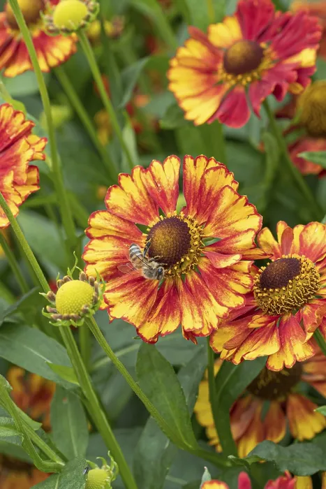 Framed Print : Sunflower (Helenium 'Vicky') Print, RHS Garden Bridgewater