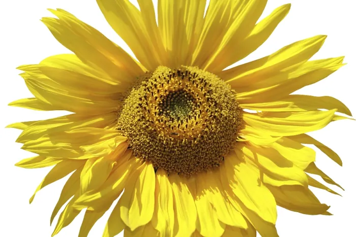 Framed Print : Sunflower Print - Isolated Bloom Framed Print : Sunflower Print - Isolated Bloom