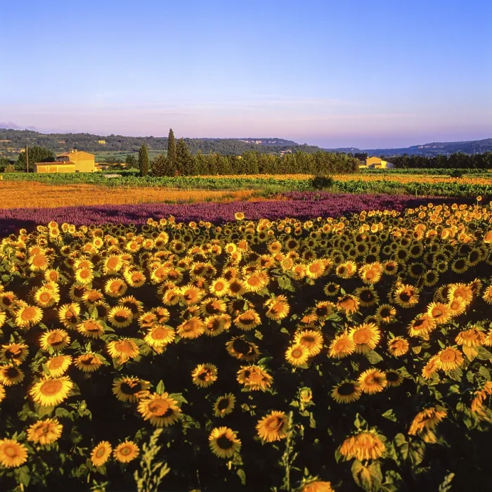 Framed Print : Luberon Sunflower and Lavender Fields Print Framed Print : Luberon Sunflower and Lavender Fields Print