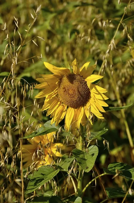 Framed Print : Sunflower in the Oat Field Print Framed Print : Sunflower in the Oat Field Print