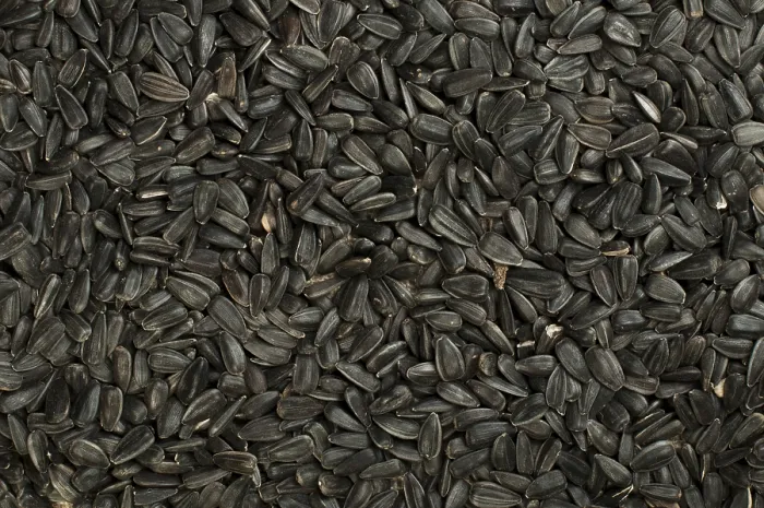 Framed Print : Sunflower Seed Print Framed Print : Sunflower Seed Print