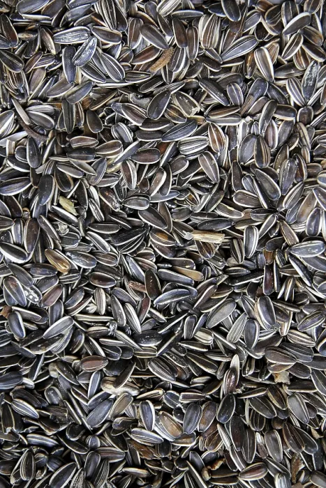 Framed Print : Sunflower Seed Print on Food Background Framed Print : Sunflower Seed Print on Food Background