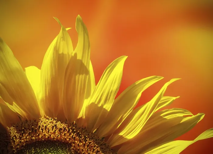 Framed Print : Sunflower at Sunset Print Framed Print : Sunflower at Sunset Print