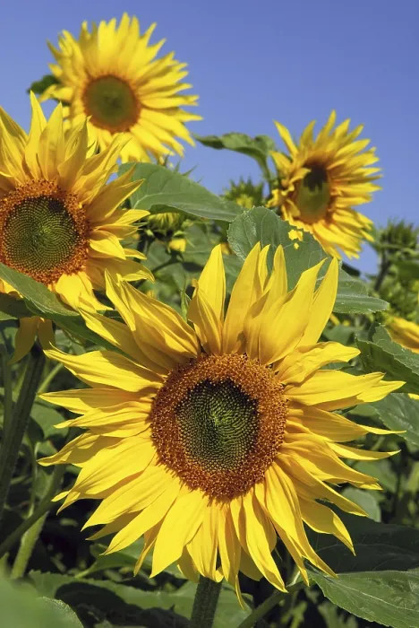 Framed Print : Sunflowers Print by Van Gogh Framed Print : Sunflowers Print by Van Gogh