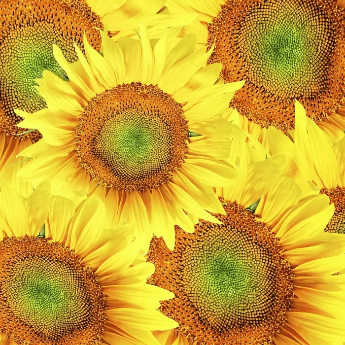 Framed Print : Vibrant Sunflowers Print by Van Gogh Framed Print : Vibrant Sunflowers Print by Van Gogh