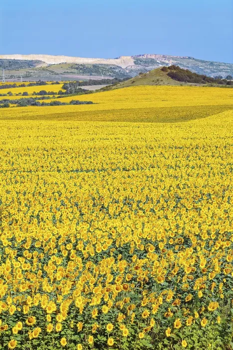 Framed Print : Sunflowers Field Print - Vibrant Landscape Framed Print : Sunflowers Field Print - Vibrant Landscape
