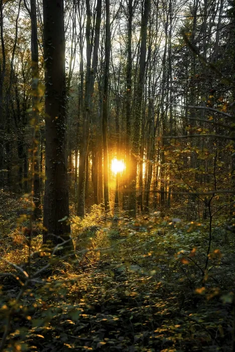 Framed Print : Sunlight through Autumn Forest Print, Gechingen, Germany Framed Print : Sunlight through Autumn Forest Print, Gechingen, Germany