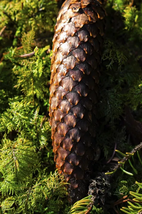 Framed Print : Black Forest Pine Cone Print, Germany Framed Print : Black Forest Pine Cone Print, Germany