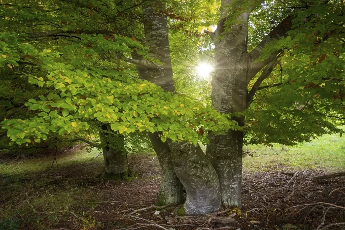 Framed Print : Sunlight Through Beech Trees Print Framed Print : Sunlight Through Beech Trees Print