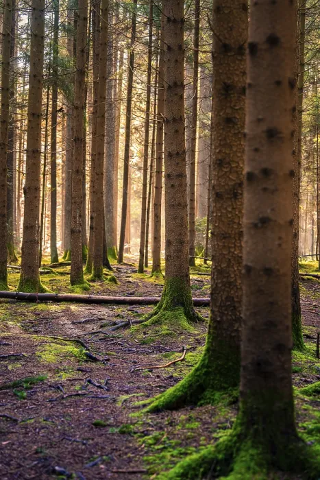 Framed Print : Sunlight in the Black Forest Print Framed Print : Sunlight in the Black Forest Print