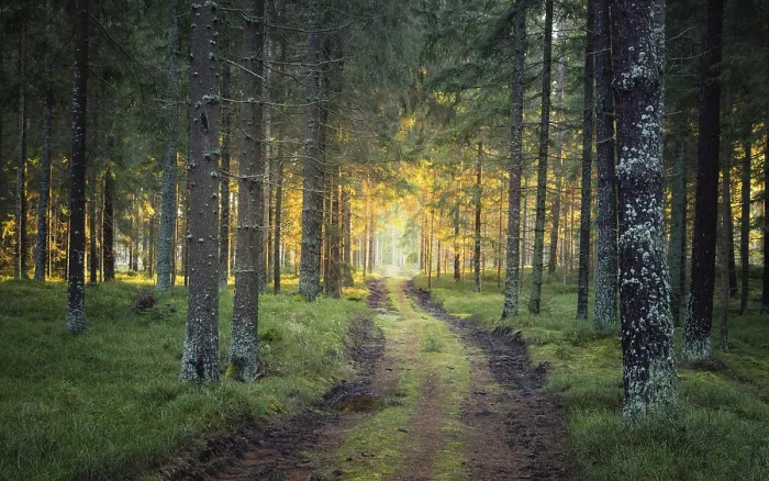 Framed Print : Sunlit Path Print: Park at Sunset Framed Print : Sunlit Path Print: Park at Sunset