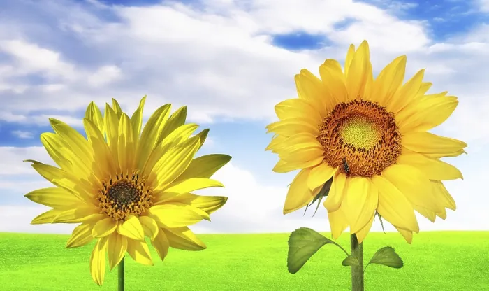 Framed Print : Sunny Print by imageBROKER Framed Print : Sunny Print by imageBROKER