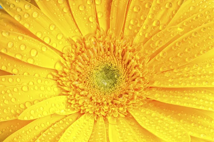 Framed Print : Sunny Day Print by ImageBROKER Framed Print : Sunny Day Print by ImageBROKER