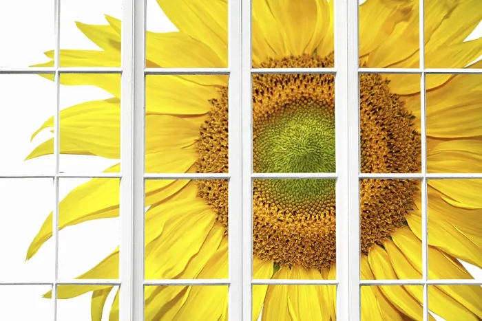 Framed Print : Sunny Spring Window Print Framed Print : Sunny Spring Window Print