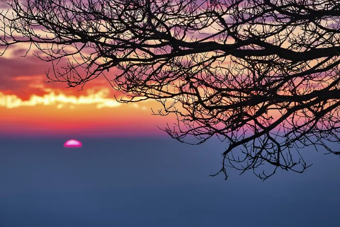 Framed Print : Sunrise behind bare branches of an oak print, Germany Framed Print : Sunrise behind bare branches of an oak print, Germany