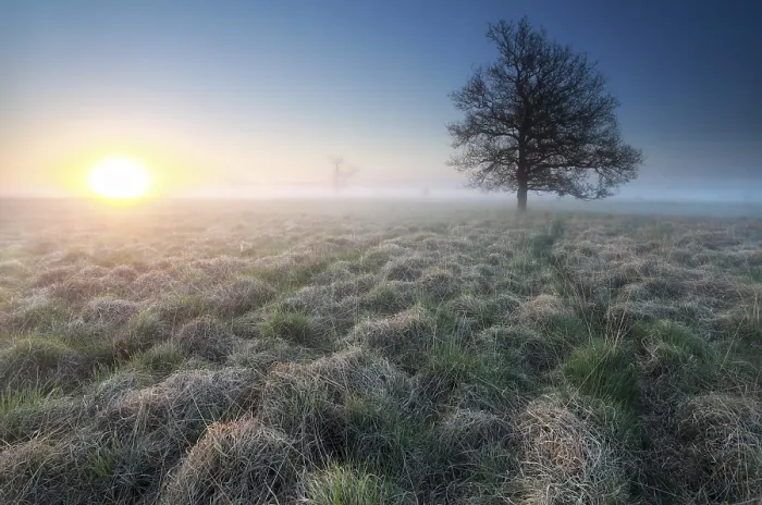 Framed Print : Sunrise Print over Marsh in Netherlands Framed Print : Sunrise Print over Marsh in Netherlands