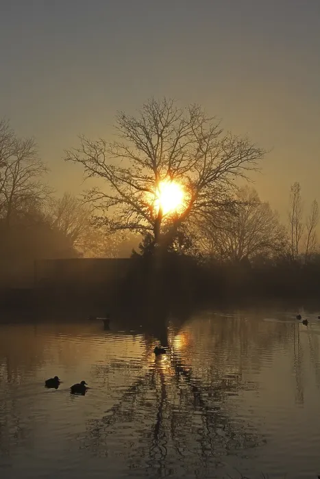 Framed Print : Sunrise on a pond with trees, reflection Print Framed Print : Sunrise on a pond with trees, reflection Print