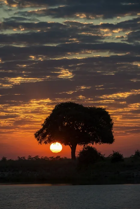Framed Print : Sunrise behind tree at Chobe River, Botswana Print