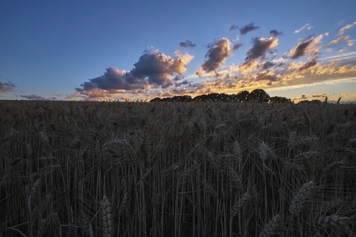 Framed Print : Sunset over a Cornfield Print, Krefeld, Germany Framed Print : Sunset over a Cornfield Print, Krefeld, Germany