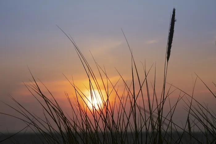 Framed Print : Borkum Sunset with Dune Grass Print, East Frisia, Germany Framed Print : Borkum Sunset with Dune Grass Print, East Frisia, Germany