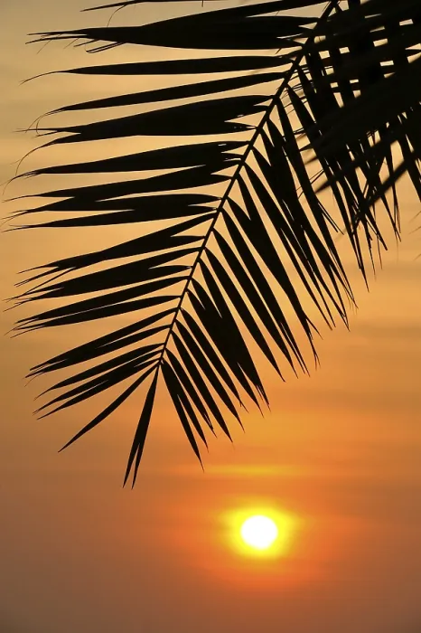 Framed Print : Doha Sunset Palm Tree Print, Qatar Framed Print : Doha Sunset Palm Tree Print, Qatar