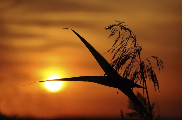 Framed Print : Sunset with reeds Print - ImageBROKER Framed Print : Sunset with reeds Print - ImageBROKER