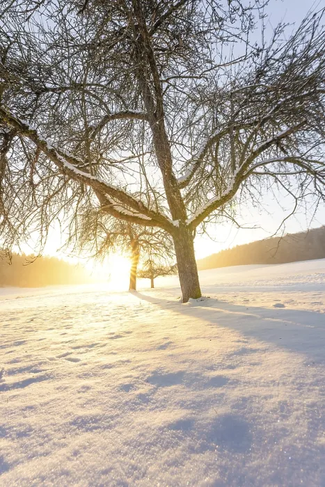 Framed Print : Sunset in the Snow Print, Black Forest Germany