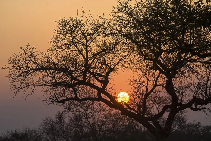 Framed Print : Sunset Tree Print, Kruger National Park Framed Print : Sunset Tree Print, Kruger National Park
