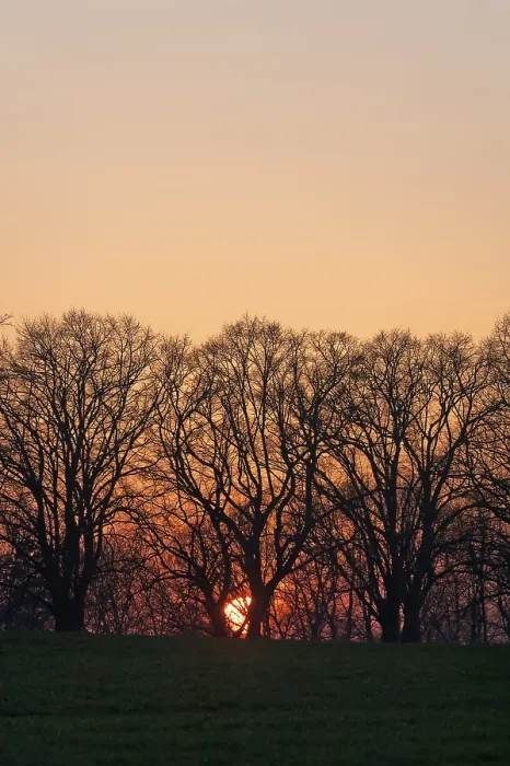 Framed Print : Sunset behind Tree Silhouettes Print, Germany Framed Print : Sunset behind Tree Silhouettes Print, Germany