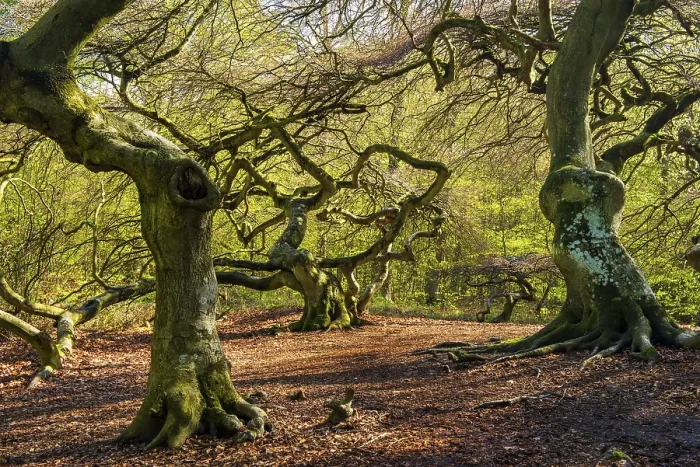 Framed Print : Suntel Beech in Spring Print, Rugen, Germany