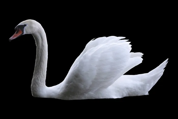 Framed Print : Swan Print by ImageBROKER Framed Print : Swan Print by ImageBROKER