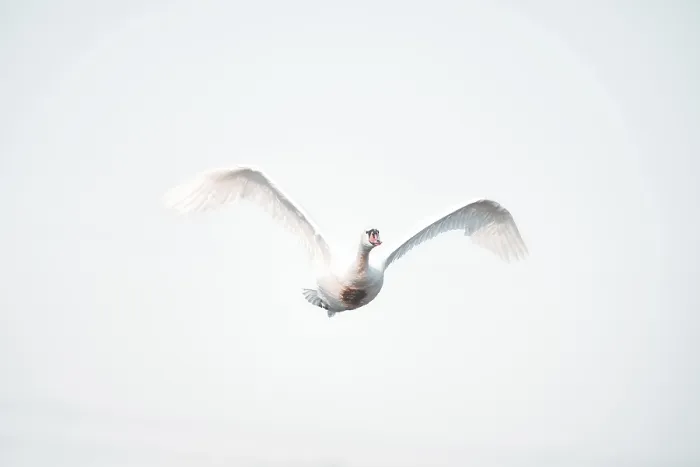 Framed Print : Swan (Euproctis similis) in Flight Print, Austria Framed Print : Swan (Euproctis similis) in Flight Print, Austria
