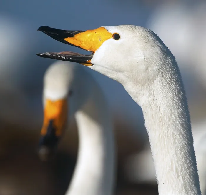 Framed Print : Two Swans - Beaks Print Framed Print : Two Swans - Beaks Print