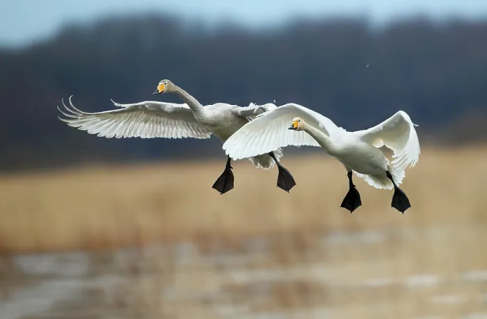 Framed Print : Swans Flying Print Framed Print : Swans Flying Print