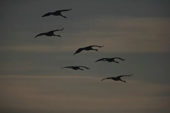 Framed Print : Swans in Flight Print Framed Print : Swans in Flight Print