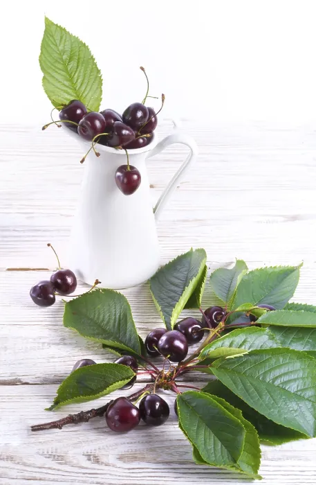 Framed Print : Sweet Cherry Print Framed Print : Sweet Cherry Print