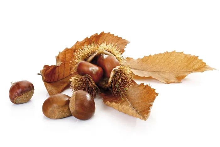 Framed Print : Sweet Chestnuts Print Framed Print : Sweet Chestnuts Print